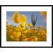 Global Gallery Saguaro Cactus & California Poppy Field at Gonzales Pass, Tonto National Forest | 24 H x 1.5 D in | Wayfair DPF-395953-1824-266