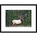 Global Gallery Elk or Wapiti Portrait, North America by Tim Fitzharris - Picture Frame Photograph Print on in Green | Wayfair DPF-396159-1218-266