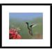 Global Gallery Breasted Mango Hummingbird, Foraging, Costa Rica by Tim Fitzharris Framed Photographic Print Paper in Green | 17 H x 1.5 D in | Wayfair