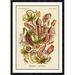 Global Gallery 'Haeckel Nature Illustrations: Pitcher Plants' by Ernst Haeckel Framed Vintage Advertisement Paper in Green/Pink | Wayfair