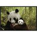 Global Gallery Giant Panda Gongzhu & Cub in Bamboo Forest, Wolong Nature Reserve | 12 H x 18 W x 1.5 D in | Wayfair GCF-395898-1218-175
