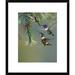 Global Gallery Bellied star Hummingbird Feeding on Flower, Costa Rica by Tim Fitzharris Framed Photographic Print Paper in Green | Wayfair