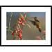 Global Gallery Broad-Tailed Hummingbird Feeding on Flower Nectar, Santa Fe | 24 H x 30 W x 1.5 D in | Wayfair DPF-396833-1824-266