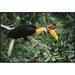 Global Gallery Sulawesi Red-Knobbed Hornbill Male in Fruiting Fig Tree, Sulawesi | 24 H x 36 W x 1.5 D in | Wayfair GCF-451134-2436-175