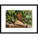 Global Gallery Northern Cardinal, Santa Rita Mountains, Arizona by Tom Vezo Framed Photographic Print Paper in Brown/Green | 18 H x 1.5 D in | Wayfair