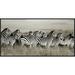 Global Gallery 'Grant's Zebra, Masai Mara, Kenya' by Frank Krahmer Framed Photographic Print on Canvas in White | 18 H x 36 W x 1.5 D in | Wayfair