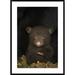 Global Gallery 'Black Bear 7 Week Old Cub' Framed Photographic Print Paper in Black/Green | 42 H x 30 W x 1.5 D in | Wayfair DPF-395804-2436-266