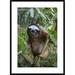 Global Gallery 'Brown-Throated Three-Toed Sloth Male, Aviarios Sloth Sanctuary, Costa Rica' Framed Photographic Print Paper in White | Wayfair