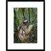 Global Gallery 'Brown-Throated Three-Toed Sloth Male, Aviarios Sloth Sanctuary, Costa Rica' Framed Photographic Print Paper in Brown/Green | Wayfair