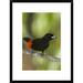 Global Gallery 'Scarlet-Rumped Tanager Male, Costa Rica' Framed Photographic Print Paper in Black/Green | 24 H x 18 W x 1.5 D in | Wayfair