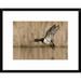 Global Gallery 'Ring-Necked Duck Male Flying, Island Lake Recreation Area, Michigan' Framed Photographic Print Paper in Gray | Wayfair