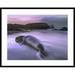 Global Gallery 'Northern Elephant Seal Bull Laying at Surfs Edge, Point Piedras Blancas, California' Framed Photographic Print Paper | Wayfair