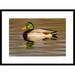 Global Gallery 'Mallard Swimming, Kellogg Bird Sanctuary, Michigan' Framed Photographic Print Paper in Brown | 22 H x 30 W x 1.5 D in | Wayfair