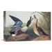 Global Gallery 'Shoveller Duck' by John James Audubon Painting Print on Wrapped Canvas in White | 24 H x 36 W x 1.5 D in | Wayfair