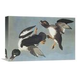 Global Gallery 'Golden Eye Duck' by John James Audubon Painting Print on Wrapped Canvas in White | 24 H x 36 W x 1.5 D in | Wayfair