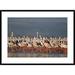 Global Gallery 'Greater Flamingo & Lesser Flamingo Flock' Framed Photographic Print Paper in White | 26 H x 36 W x 1.5 D in | Wayfair