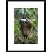 Global Gallery 'Brown-Throated Three-Toed Sloth Male, Aviarios Sloth Sanctuary, Costa Rica' Framed Photographic Print Paper in Brown/Green | Wayfair