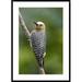 Global Gallery 'Hoffmanns Woodpecker, Costa Rica' Framed Photographic Print Paper in Green | 42 H x 30 W x 1.5 D in | Wayfair DPF-397282-2436-266