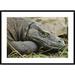 Global Gallery 'Komodo Dragon, Nusa Tenggara, Indonesia' Framed Photographic Print Paper in Gray | 30 H x 42 W x 1.5 D in | Wayfair