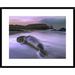 Global Gallery 'Northern Elephant Seal Bull Laying at Surfs Edge, Point Piedras Blancas, California' Framed Photographic Print Paper | Wayfair