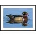 Global Gallery ' Duck Male Swimming, Lapeer State Game Area, Michigan' Framed Photographic Print Paper in Blue/Brown | Wayfair DPF-397373-2436-266