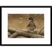 Global Gallery 'Wood Duck Male, Kensington Metropark, Milford, Michigan' Framed Photographic Print Paper in Brown | 18 H x 24 W x 1.5 D in | Wayfair