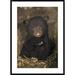 Global Gallery 'Black Bear 7 Week Old Cub' Framed Photographic Print Paper in Black/Brown/Green | 42 H x 30 W x 1.5 D in | Wayfair