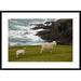 Global Gallery 'Domestic Sheep & Lamb Near Cliff Edge, Stony Bay, Banks Peninsula, Canterbury, New Zealand' Framed Photographic Print Paper | Wayfair
