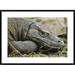 Global Gallery 'Komodo Dragon, Nusa Tenggara, Indonesia' Framed Photographic Print Paper in White | 26 H x 36 W x 1.5 D in | Wayfair