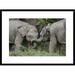 Global Gallery 'Asian Elephant Young Playing, Saba, Malaysia' Framed Photographic Print Paper in Gray | 22 H x 30 W x 1.5 D in | Wayfair