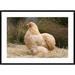 Global Gallery 'Domestic Chicken, Lemon Pekin Bard Hen' Framed Photographic Print Paper | 30 H x 42 W x 1.5 D in | Wayfair DPF-397443-2436-266