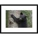 Global Gallery 'Black Bear Cub' Framed Photographic Print Paper in Black/Gray/Green | 18 H x 24 W x 1.5 D in | Wayfair DPF-395422-1218-266