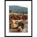 Global Gallery 'Logged Timber from the Tropical Rainforest, Cameroon' Framed Photographic Print Paper in Brown/Green | Wayfair