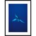 Global Gallery 'Humpback Whale Underwater Portrait, Kona Coast, Hawaii' Framed Photographic Print Paper in White | 36 H x 26 W x 1.5 D in | Wayfair
