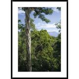 Global Gallery 'Weeping Fig & Host Natu Tree, Sulawesi, Indonesia' Framed Photographic Print Paper in Green | 42 H x 30 W x 1.5 D in | Wayfair