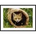 Global Gallery 'Red Fox Kit' Framed Photographic Print Paper in Brown/Green | 30 H x 42 W x 1.5 D in | Wayfair DPF-452950-2436-266