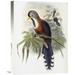 Global Gallery 'Curled-Crested Cuckoo' by John Gould Photographic Print on Wrapped Canvas in Blue/Gray/Green | 22 H x 16.6 W x 1.5 D in | Wayfair