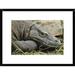 Global Gallery 'Komodo Dragon, Nusa Tenggara, Indonesia' Framed Photographic Print Paper in Gray | 18 H x 24 W x 1.5 D in | Wayfair