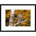 Global Gallery 'Great Horned Owl, Howell Nature Center, Michigan' Framed Photographic Print Paper in Gray/Green/Orange | Wayfair