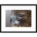 Global Gallery 'Red-Tailed Hawk, Howell Nature Center, Michigan' Framed Photographic Print Paper in Brown | 18 H x 24 W x 1.5 D in | Wayfair