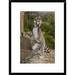 Global Gallery 'Ring-Tailed Lemur Male Standing Upright' Framed Photographic Print Paper in Gray/Green | 24 H x 18 W x 1.5 D in | Wayfair