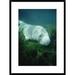 Global Gallery 'West Indian Manatee Foraging on Aquatic Vegetation, River, Florida' Framed Photographic Print Paper in Blue/Green | Wayfair