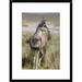 Global Gallery 'North Andean Huemul Buck Shedding Velvet, Pampa Galeras National Reserve, Peru' Framed Photographic Print Paper in Green | Wayfair