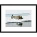 Global Gallery 'Bearded Seal on Ice Floe' Framed Photographic Print Paper in Gray/White | 18 H x 24 W x 1.5 D in | Wayfair DPF-452712-1218-266