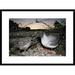 Global Gallery 'Swallow-Tailed Gull Guarding Chick' Framed Photographic Print Paper in Gray | 22 H x 30 W x 1.5 D in | Wayfair