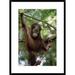 Global Gallery 'Orangutan Infant Hanging from Branch, Borneo' Framed Photographic Print Paper in Green | 30 H x 22 W x 1.5 D in | Wayfair