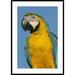 Global Gallery 'Blue & Yellow Macaw Portrait' Framed Photographic Print Paper in Blue/Yellow | 42 H x 30 W x 1.5 D in | Wayfair DPF-453228-2436-266