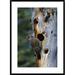 Global Gallery 'Northern Flicker pecker Near Nest Cavity, Slana, Alaska' Framed Photographic Print Paper in White | 36 H x 26 W x 1.5 D in | Wayfair