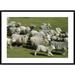 Global Gallery 'Domestic Sheep Herd Running' Framed Photographic Print Paper in Green/White | 30 H x 42 W x 1.5 D in | Wayfair DPF-452461-2436-266