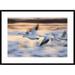 Global Gallery 'Snow Goose Flock Flying Over Wetland' Framed Photographic Print Paper in White | 26 H x 36 W x 1.5 D in | Wayfair